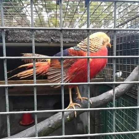 Homestay szállás Quinta Do Cambeiro Viana do Castelo